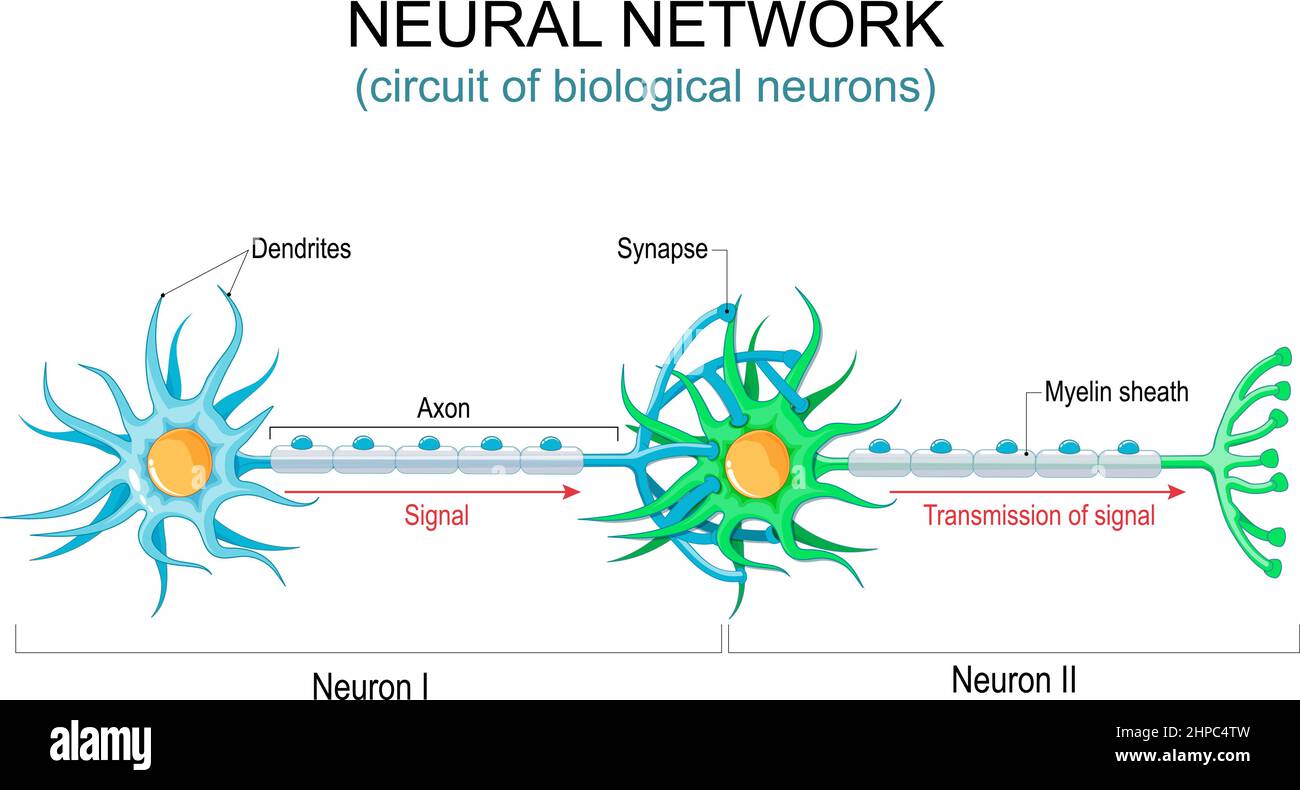 Neural network. circuit or connections of the biological neurons. nervous system. Communication structure of neurons. Transmission of signal Stock Vector