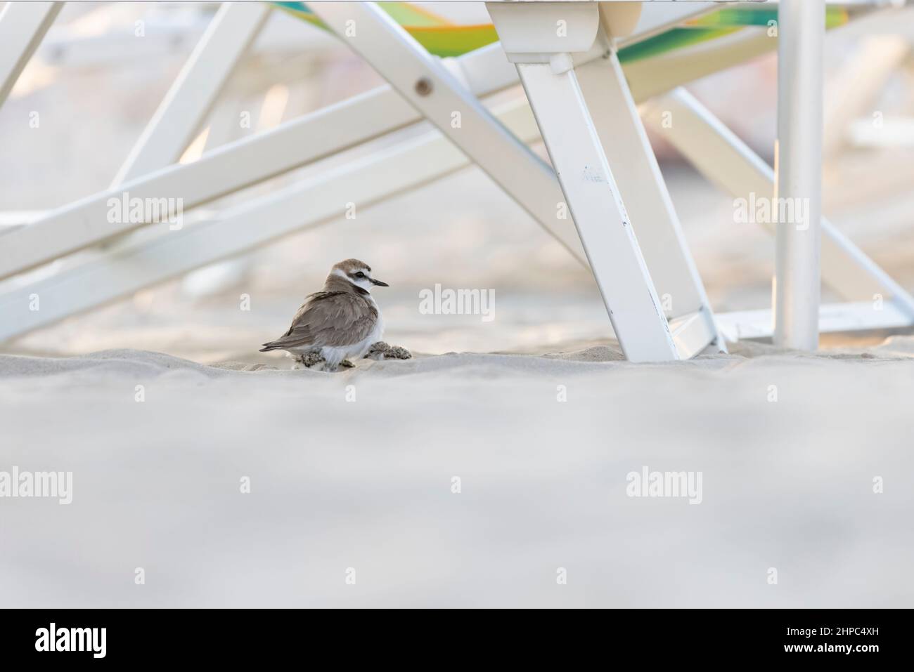 Male Kentish plover with his chicks on the beach between the umbrellas. Stock Photo