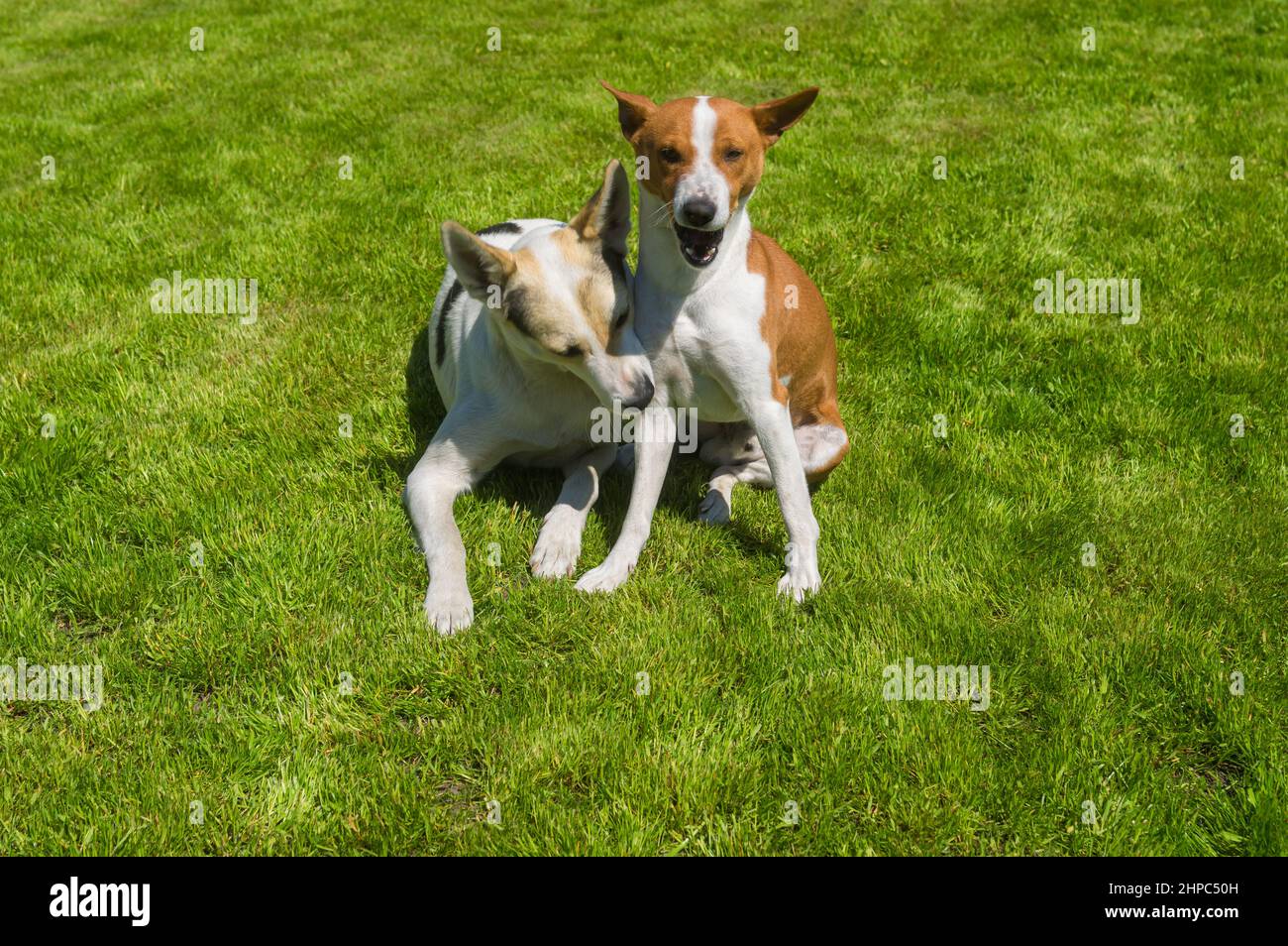 Young mixed breed dog bites basenji dog  to right leg  while sitting on a fresh lawn Stock Photo