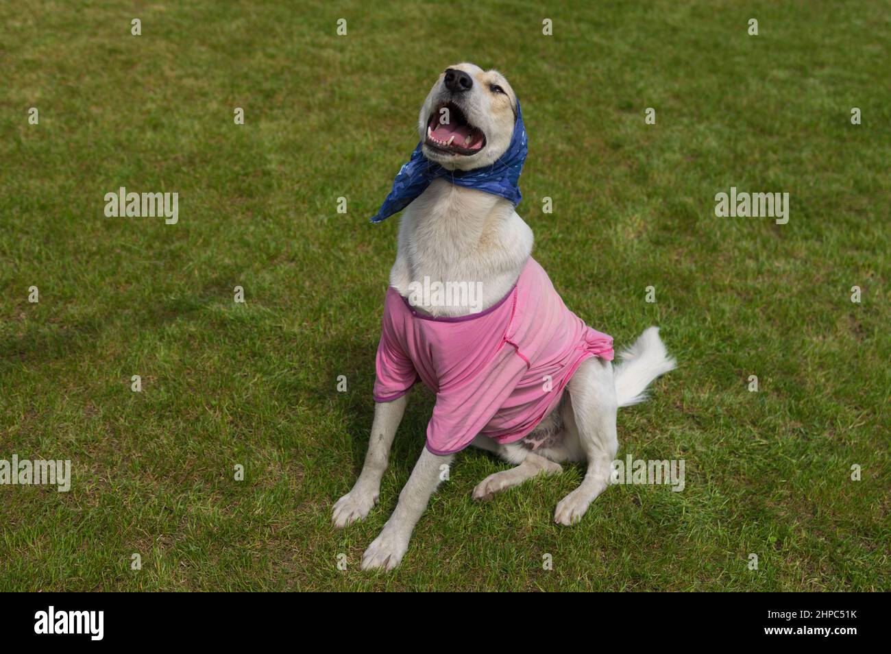 Outdoor portrait of big white cross-breed dog which is happy wearing  strange human garment the master provided for such a nice  dog Stock Photo