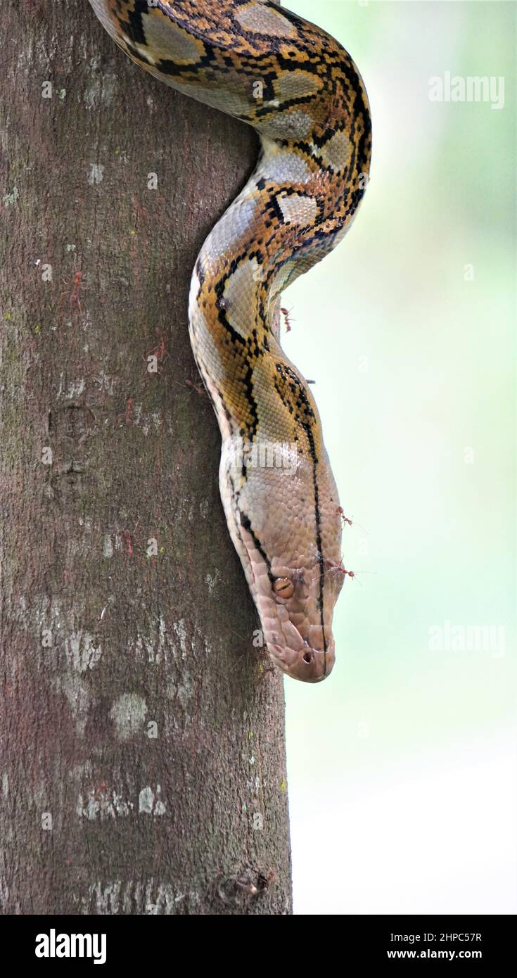 Python teeth hi-res stock photography and images - Alamy