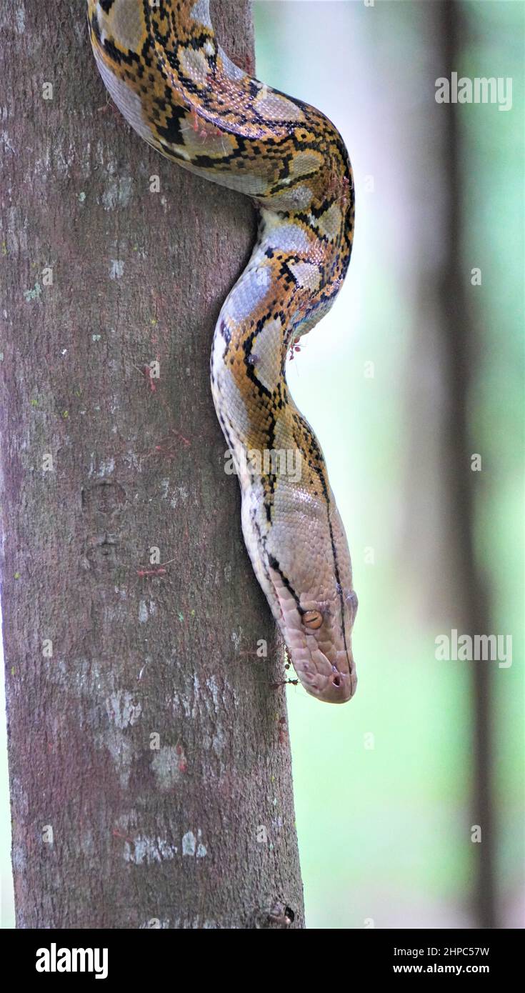 Python on Tree at Singapore walkway Stock Photo - Alamy