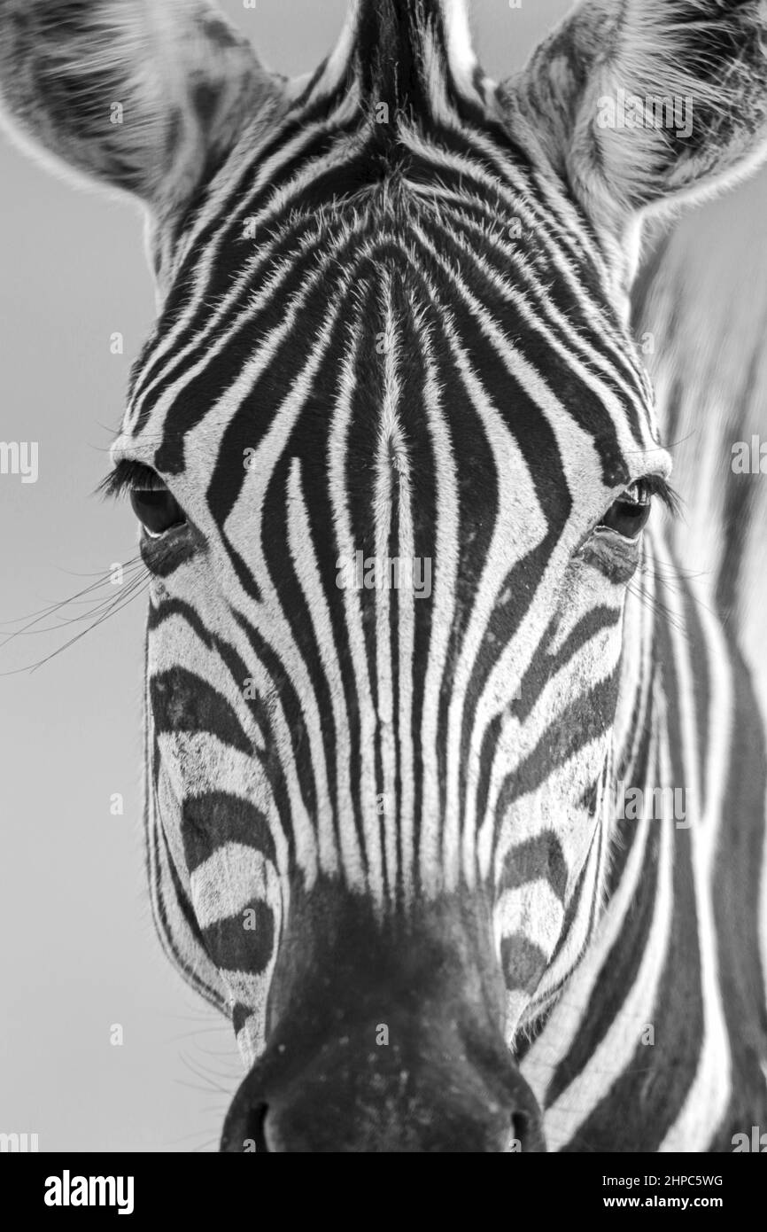 Plains Zebra, South Africa Stock Photo Alamy