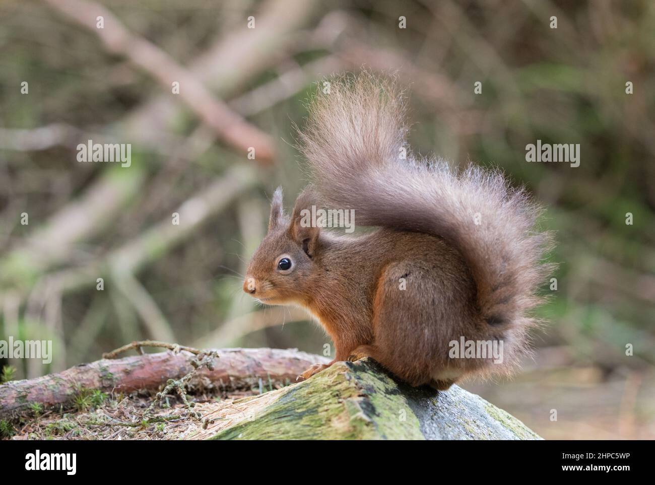Red Squirrel, near Hawes, Yorkshire Dales Stock Photo