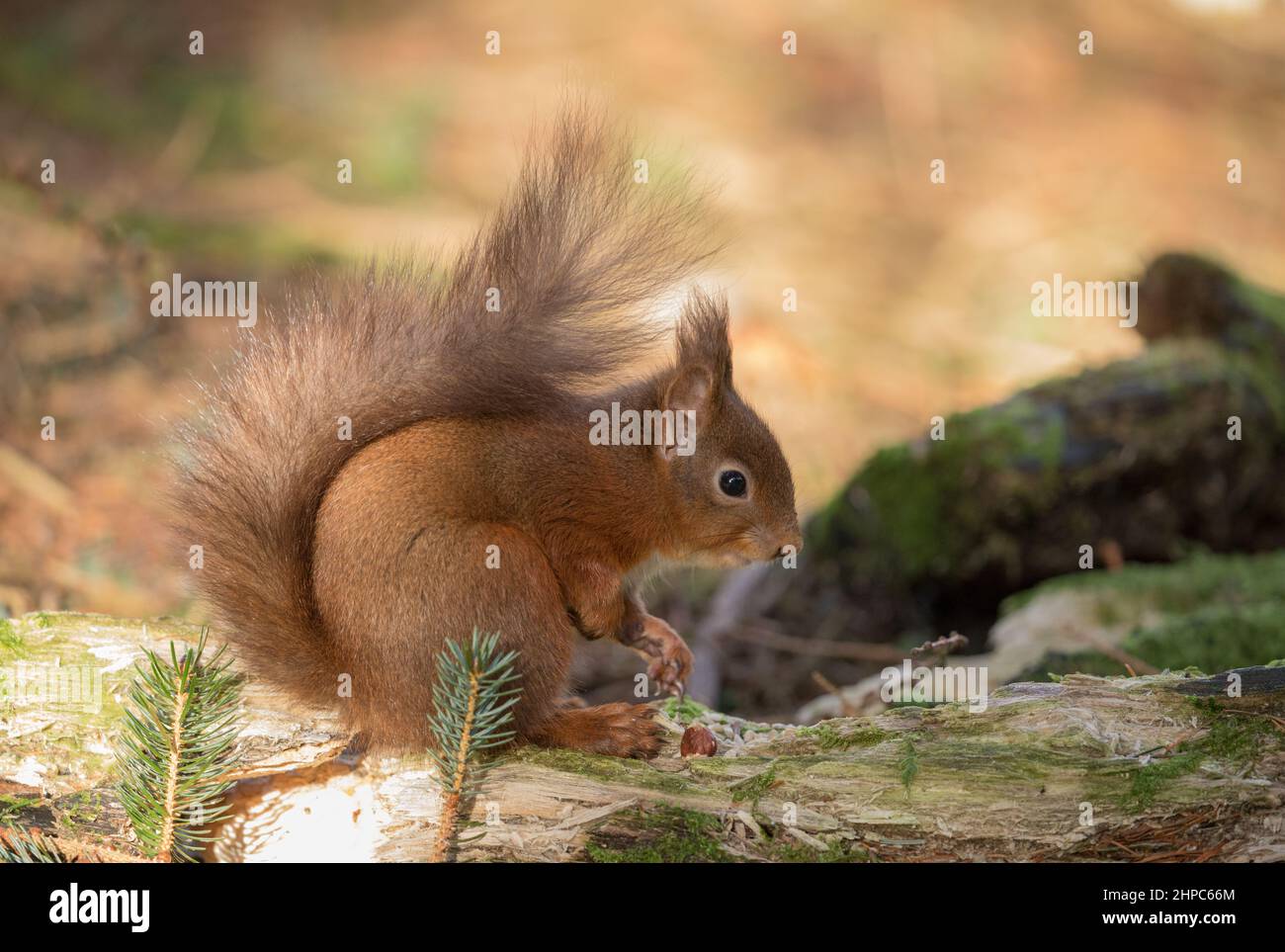 Red Squirrel, near Hawes, Yorkshire Dales Stock Photo