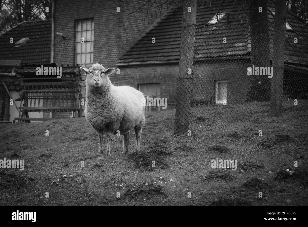 a sheep stands alone in a meadow chewing grass Stock Photo - Alamy