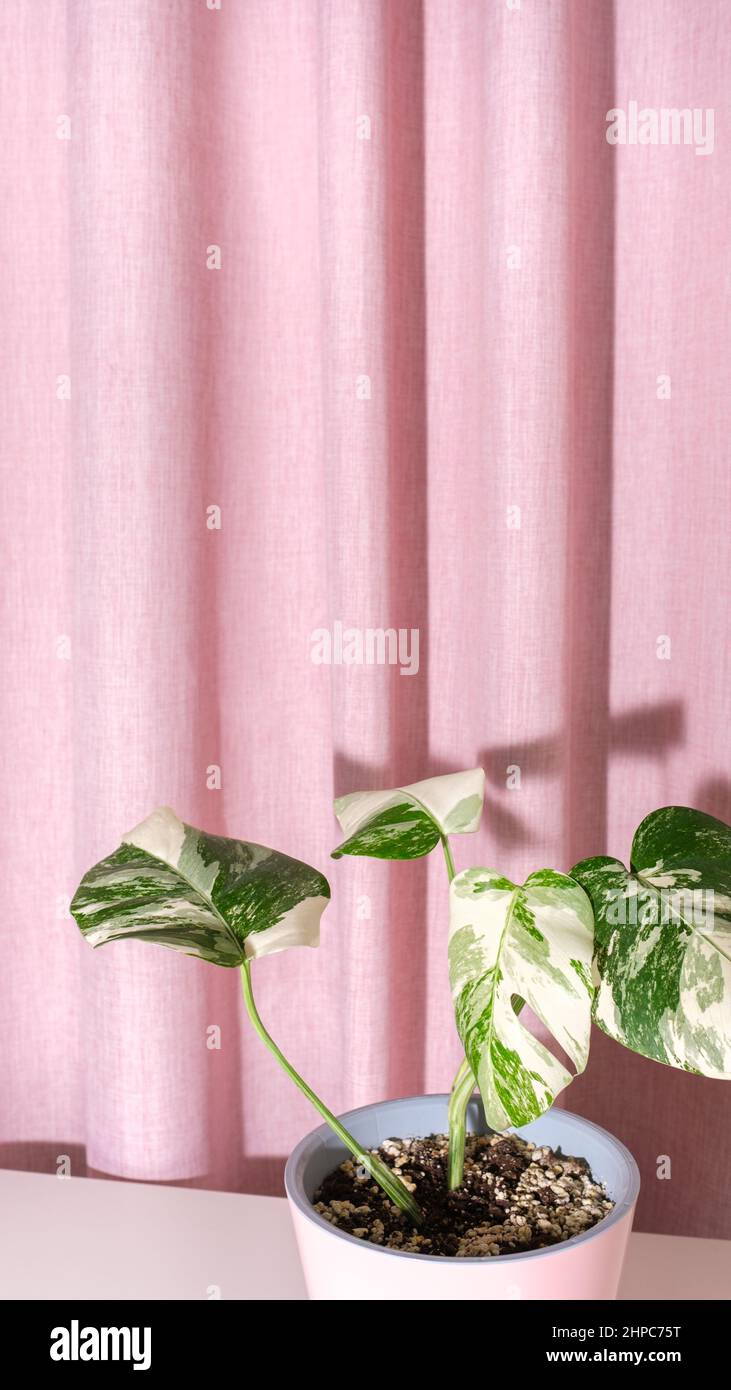 Trendy houseplant Monstera borsigiana albo variegated in pot on pink