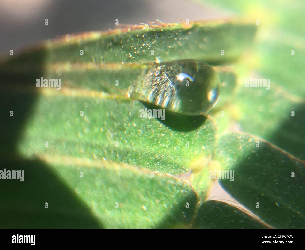 Vertical macro shot of the beautiful water drop on the green leaf Stock ...