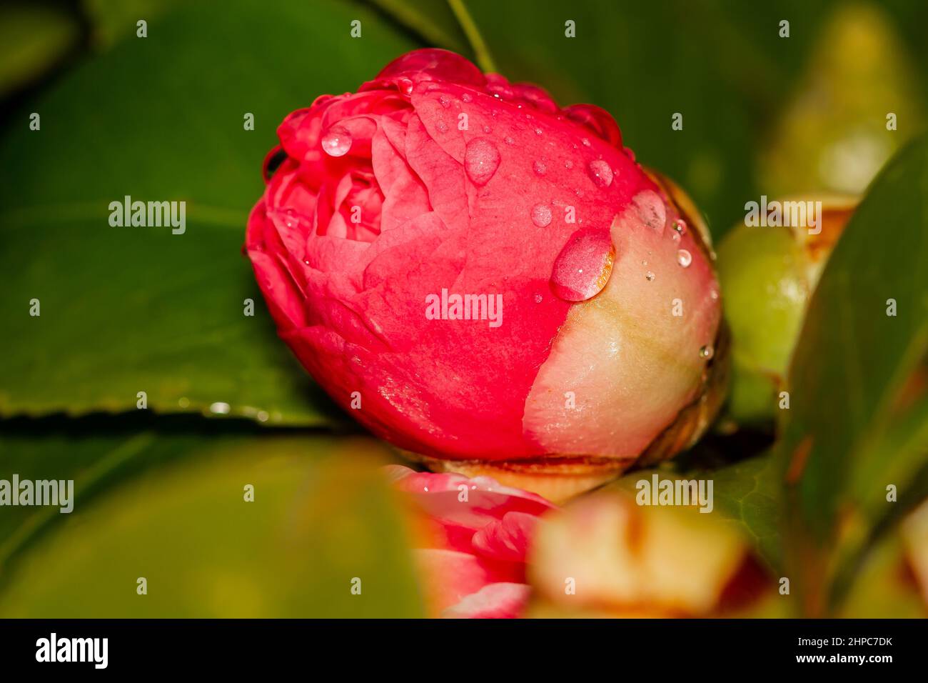Camellia japonica closed with water droplets in a botanical garden in