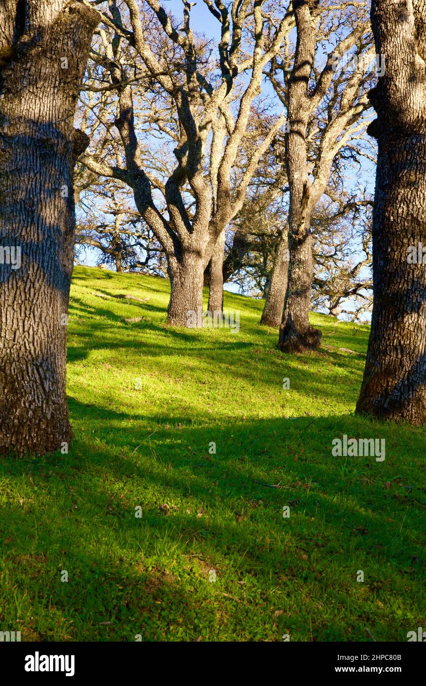 Regional Park SF Bay Area Stock Photo - Alamy