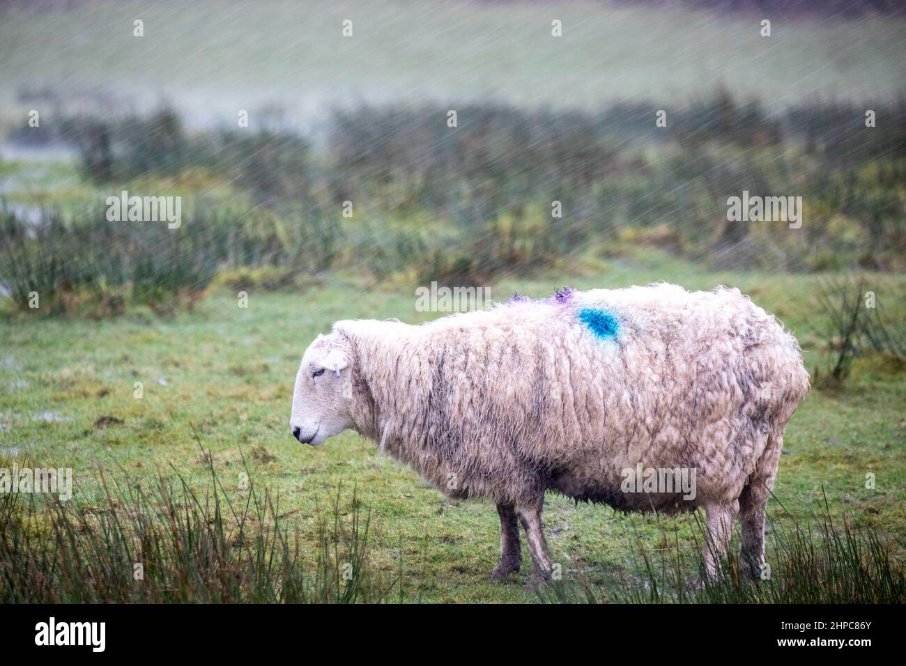 Pontrhydfendigaid, Ceredigion, Wales, UK. 20th February 2022  UK Weather: A ewe stands with its back to the rain and wind as the stormy weather continues. © Ian Jones/Alamy Live News Stock Photo