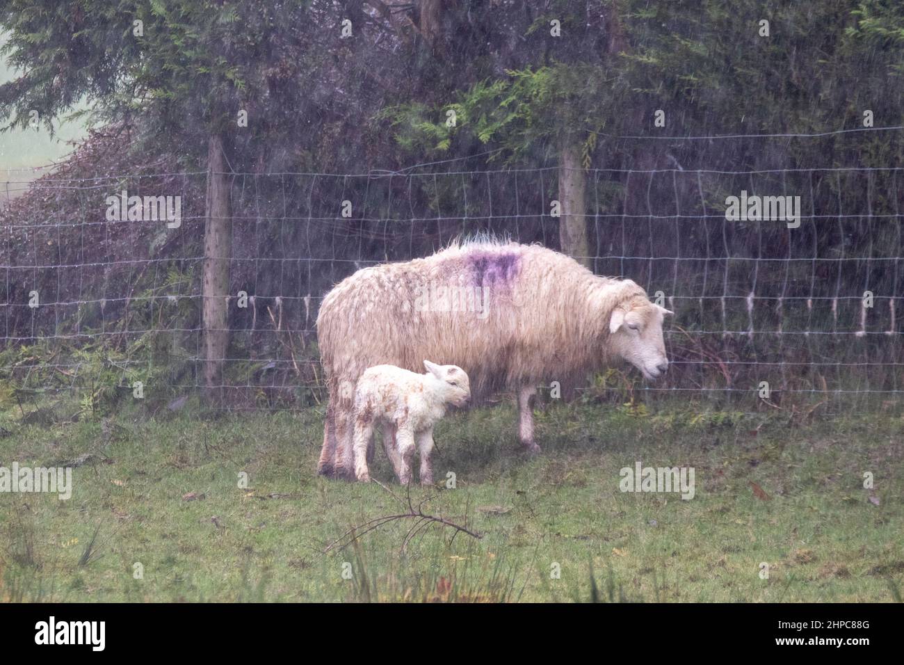 Pontrhydfendigaid, Ceredigion, Wales, UK. 20th February 2022  UK Weather: A ewe and its lamb try to shelter from the wind and rain as the stormy weather continues. © Ian Jones/Alamy Live News Stock Photo