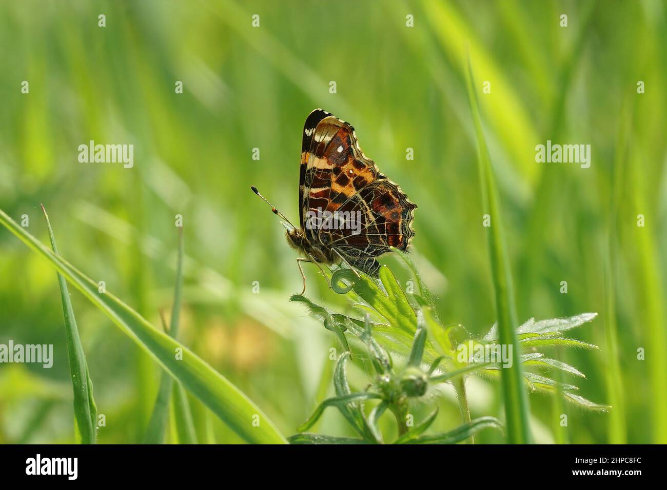 Closeup on the map buterfly, Araschnia levana, sitting with closed wings in a grassland Stock Photo