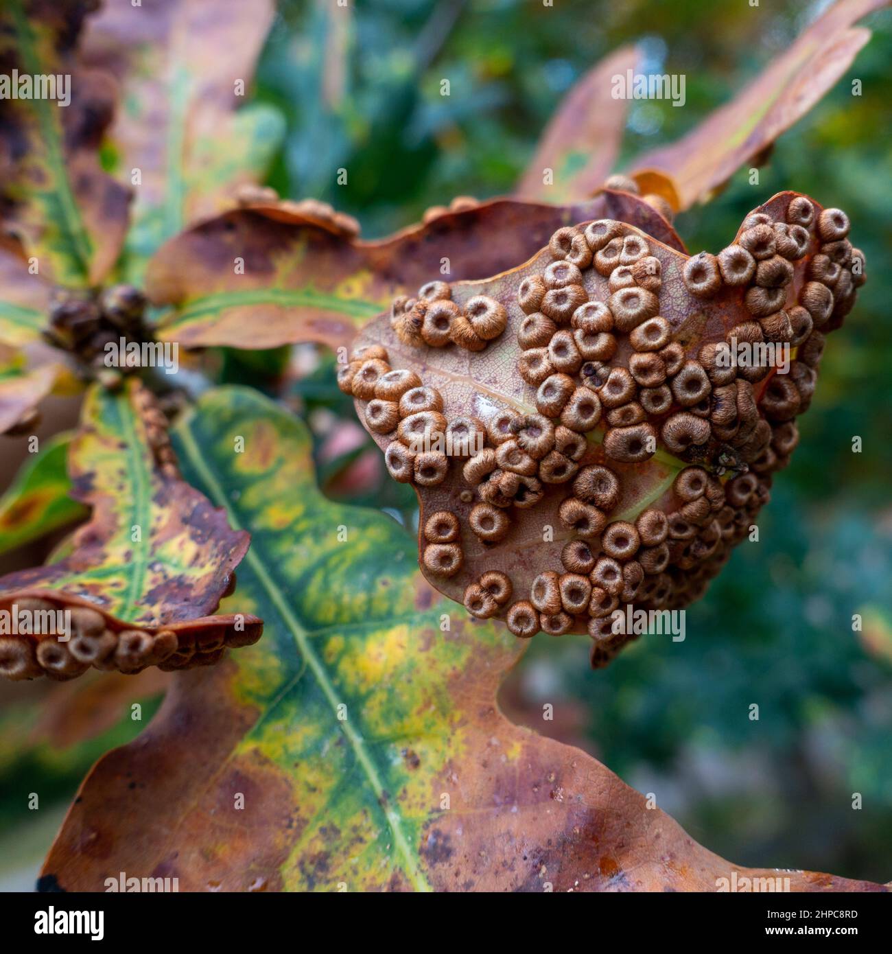 Silk Button Galls On an English Oak leaf (Quercus robur) caused By The Gall Wasp (Neuroterus numismalis) West Yorkshire, UK Stock Photo