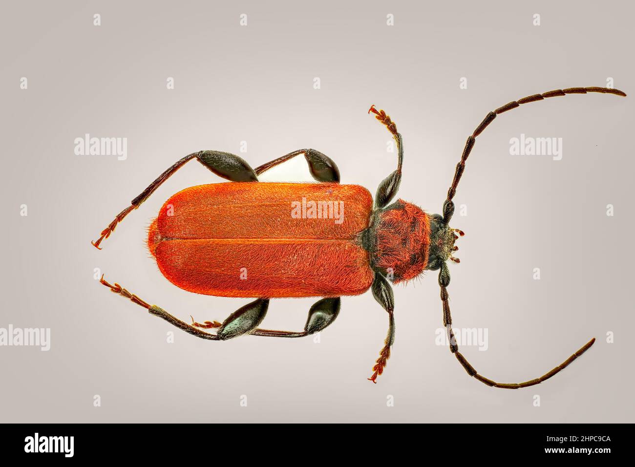 The red-haired beetle (Pyrrhidium sanguineum Stock Photo - Alamy