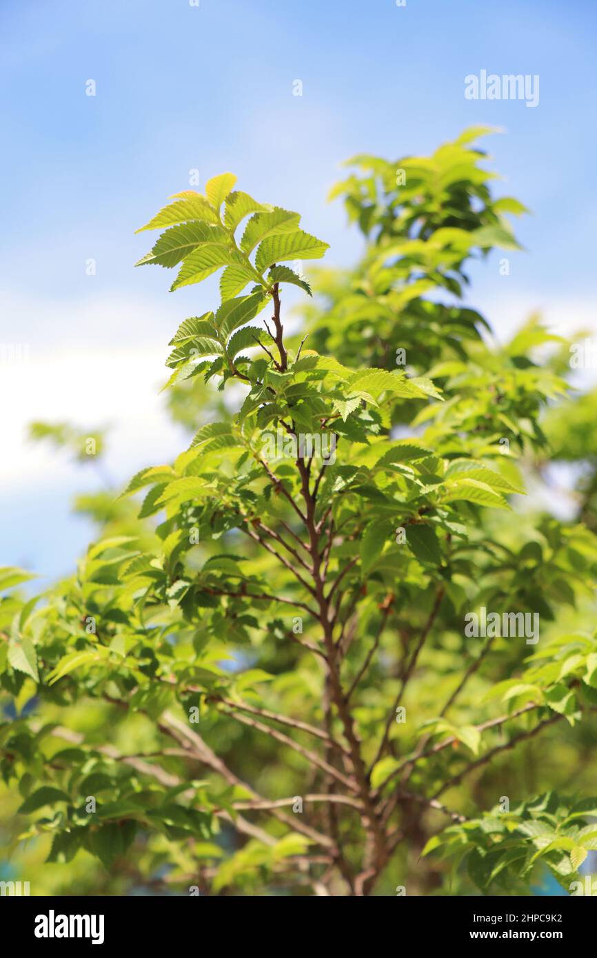Fresh Branches with green leaves of tree hornbeam and blue sky. Carpinus betulus Stock Photo