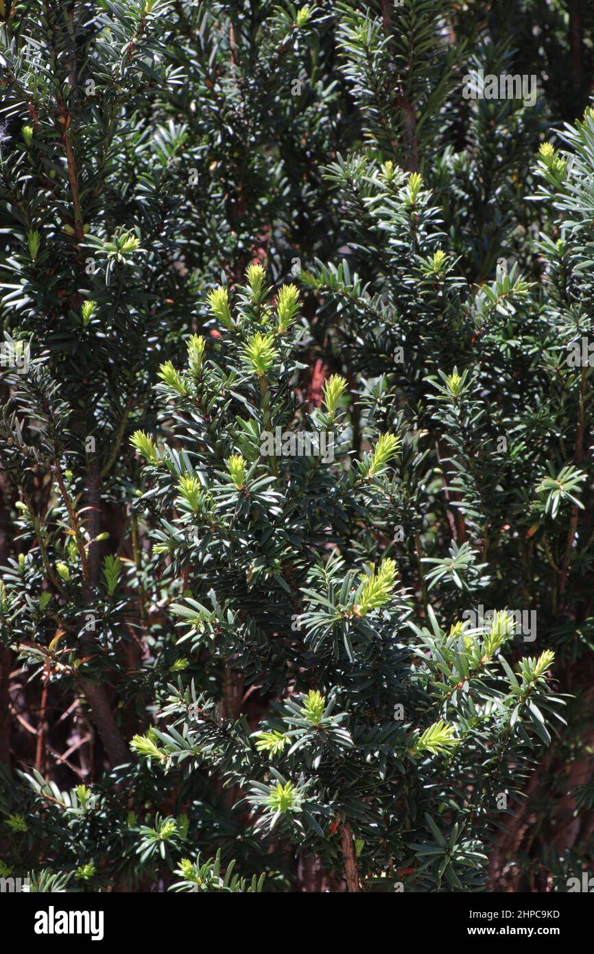 Evergreen plant taxus baccata fastigiata Stock Photo