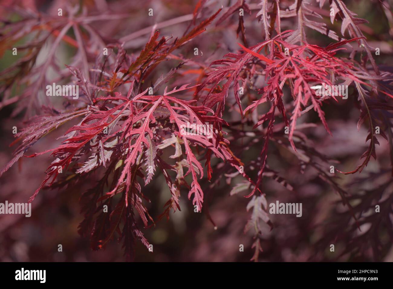 Acer palmatum dissectum Japanese Maple. Acer tree Stock Photo