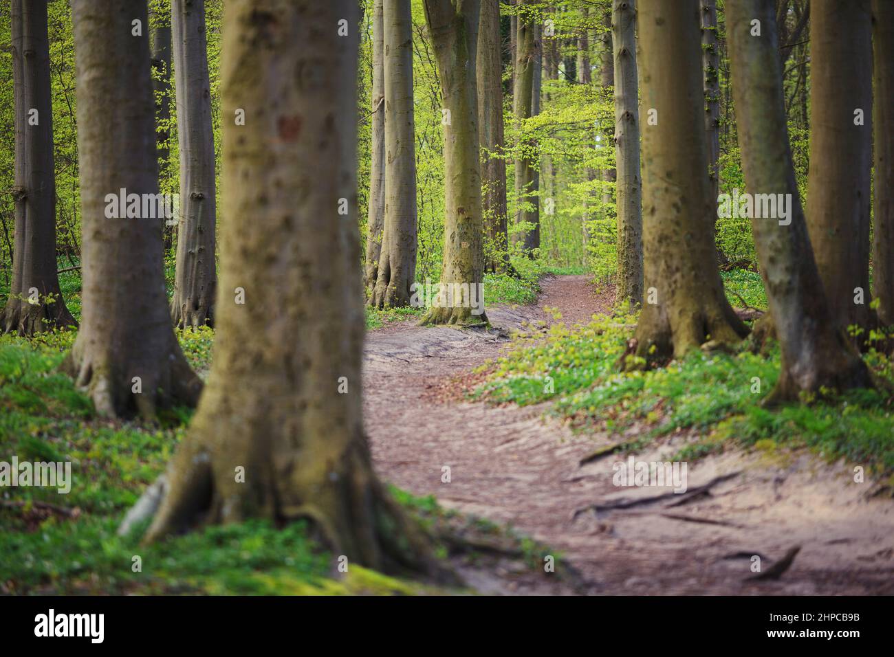 Spring Green forest, Baltic Sea, Sellin, large trees, beech, oak, Rügen Island Stock Photo