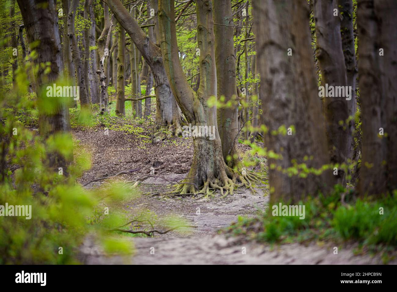 Spring Green forest, Baltic Sea, Sellin, large trees, beech, oak, Rügen Island Stock Photo