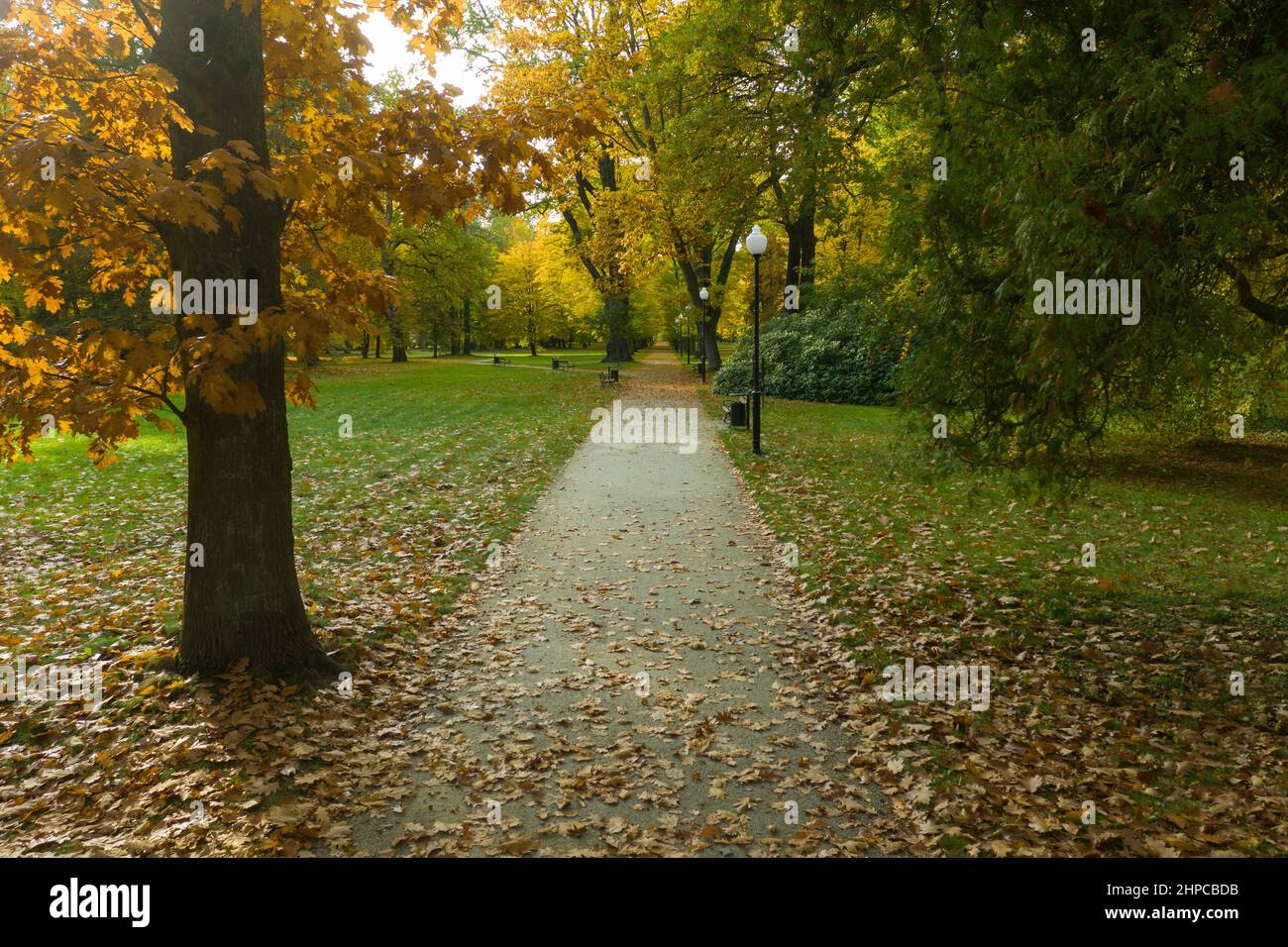 Park alley in the fall. It's a sunny day, the trees have yellow leaves. Photo taken from a height using a drone. Stock Photo