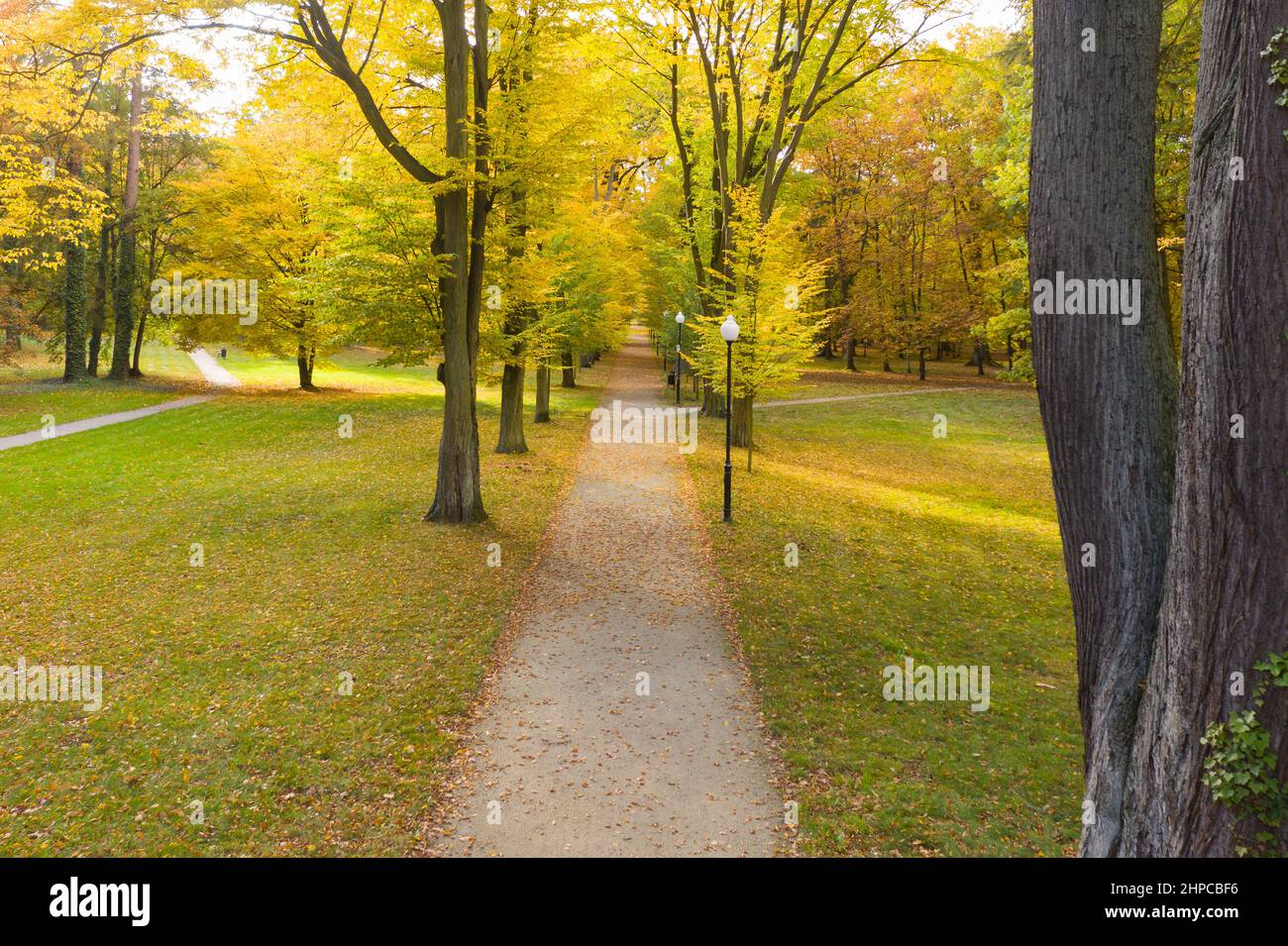 Park alley in the fall. It's a sunny day, the trees have yellow leaves ...
