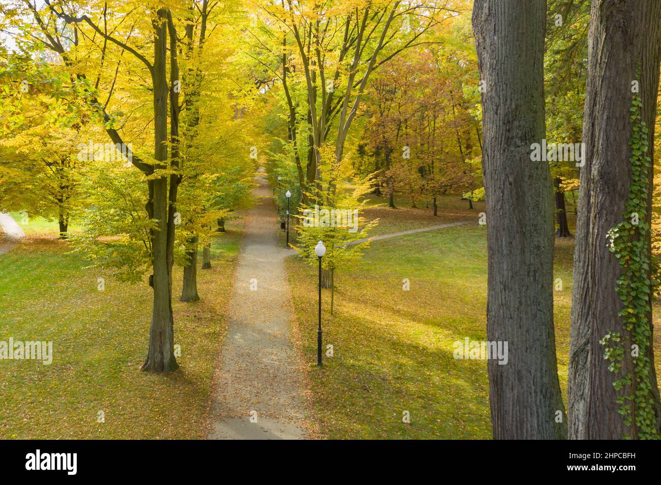 Park alley in the fall. It's a sunny day, the trees have yellow leaves ...