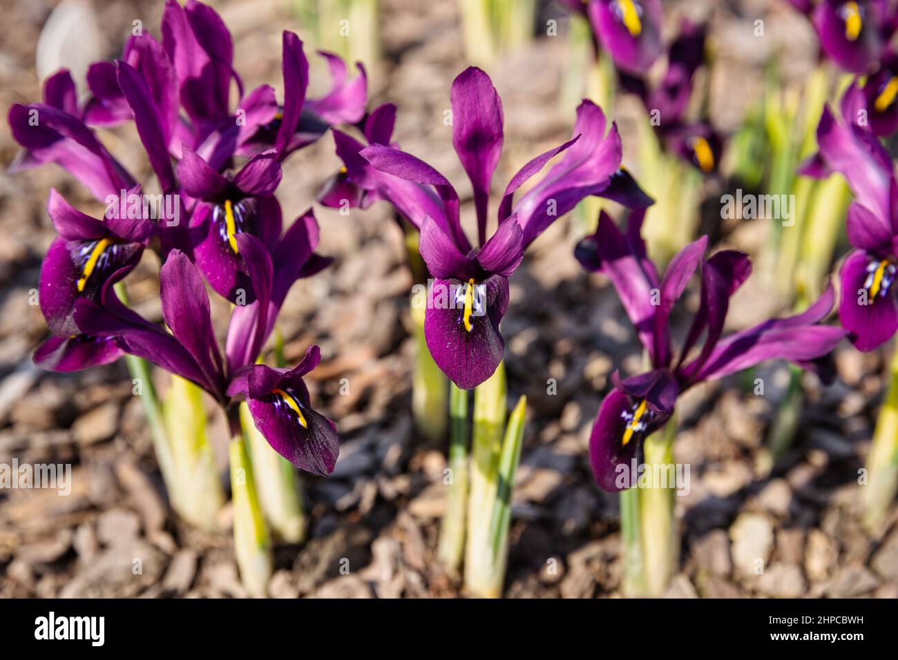 Spring first flowers. Purple flowers Iridodictyum histrioides cultivar Georg Stock Photo