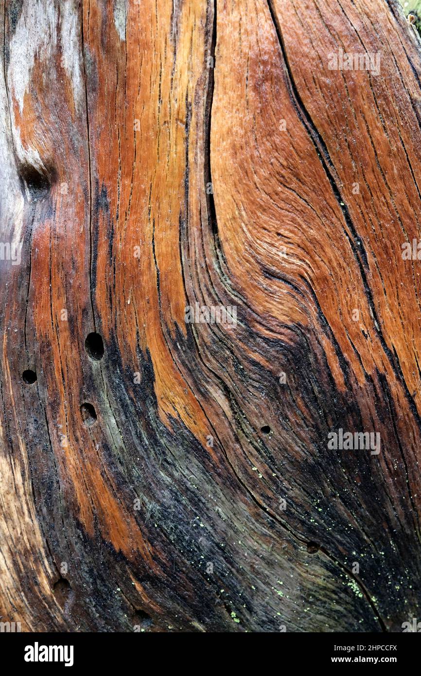 Beautiful colors of a dead tree trunk in close up Stock Photo - Alamy