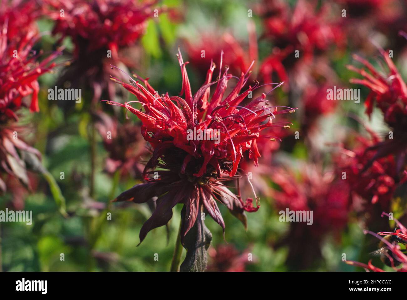 Monarda didyma red flowers in the summer garden closeup Stock Photo