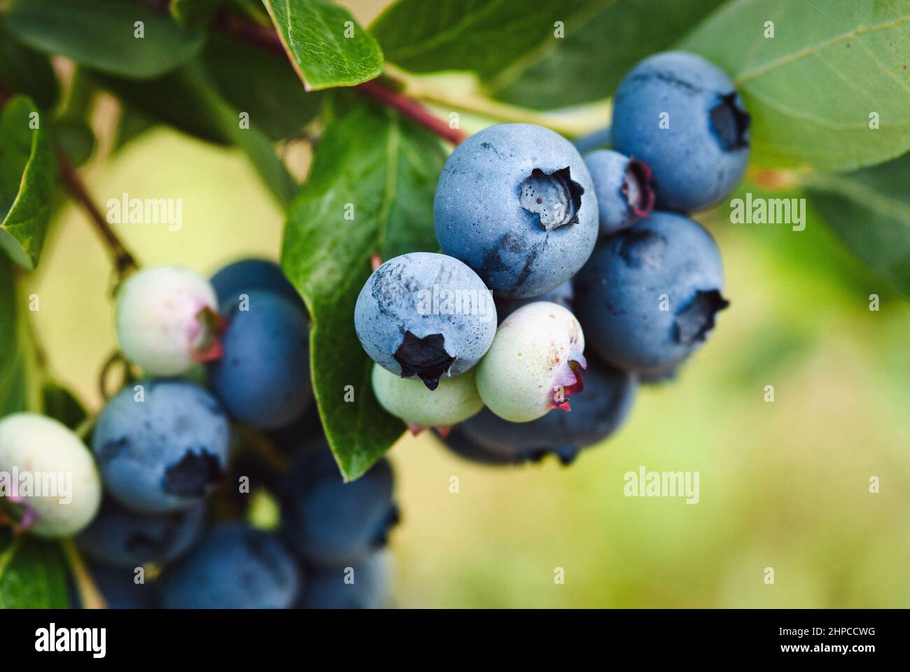 Early lowbush blueberry, ripening blueberry fruit closeup Stock Photo