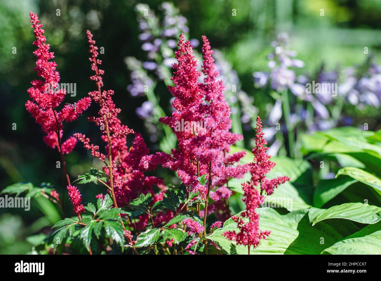 Japanese astilbe flowering with red panicled inflorescences in sunny summer garden Stock Photo