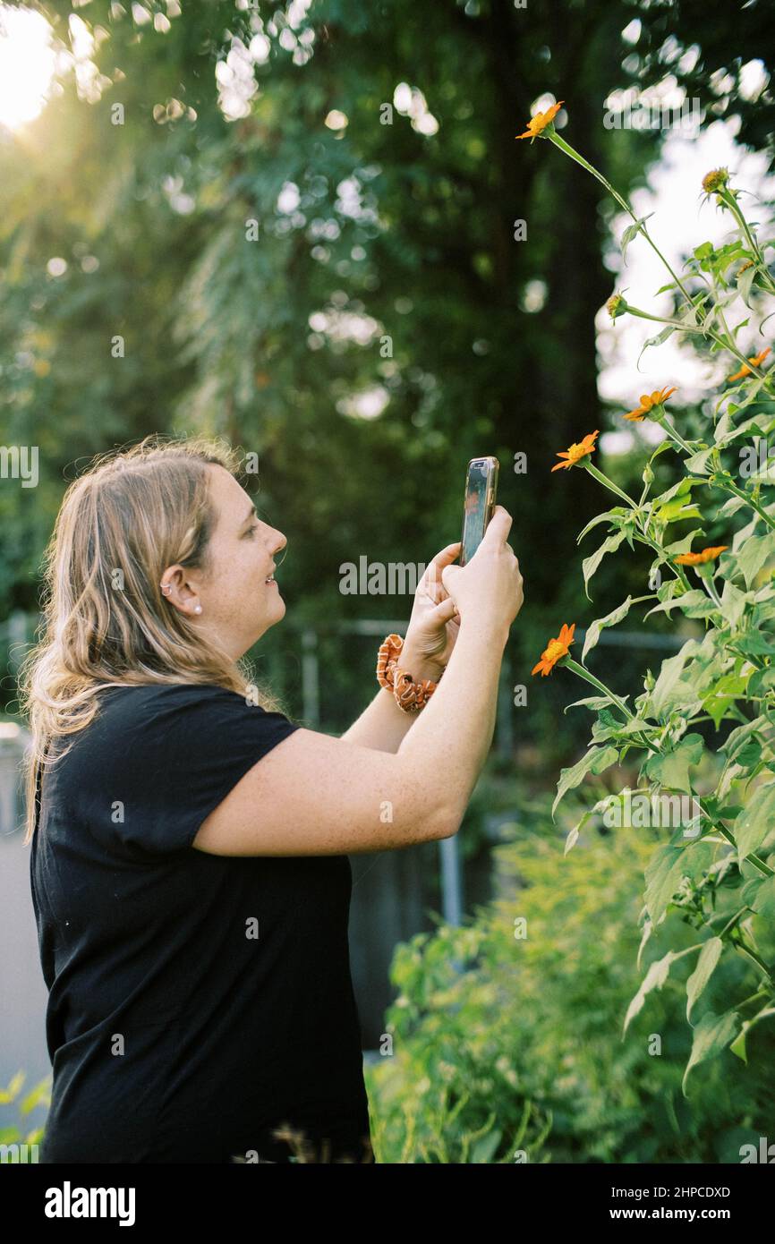 woman organic grower taking cell phone photo of mexican sunflower Stock Photo