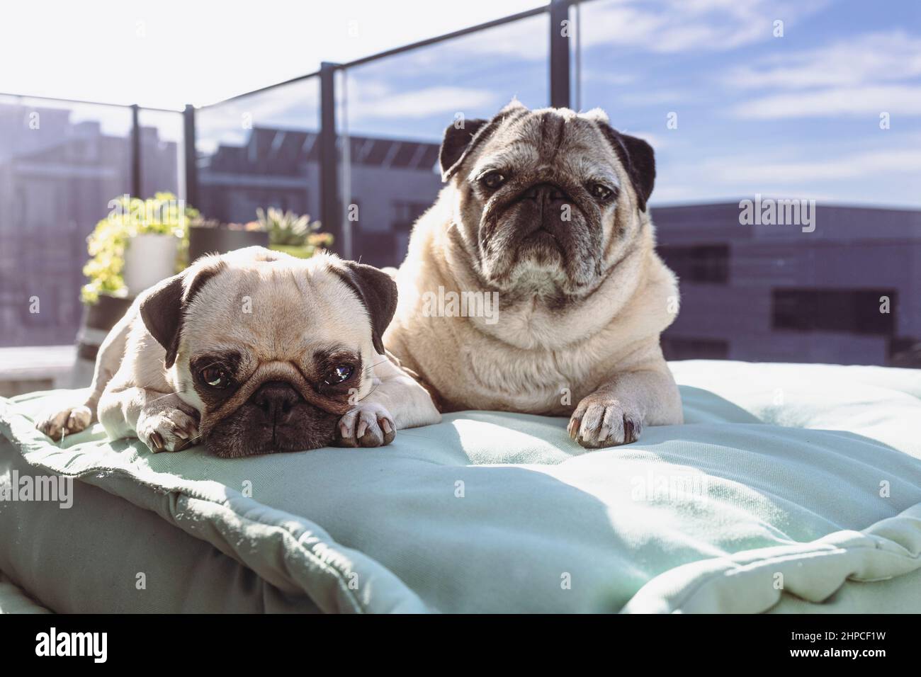 Two calm pug dogs on a green cushion on the terrace Stock Photo