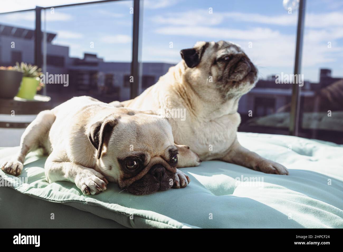Two calm pug dogs on a green cushion on the terrace Stock Photo
