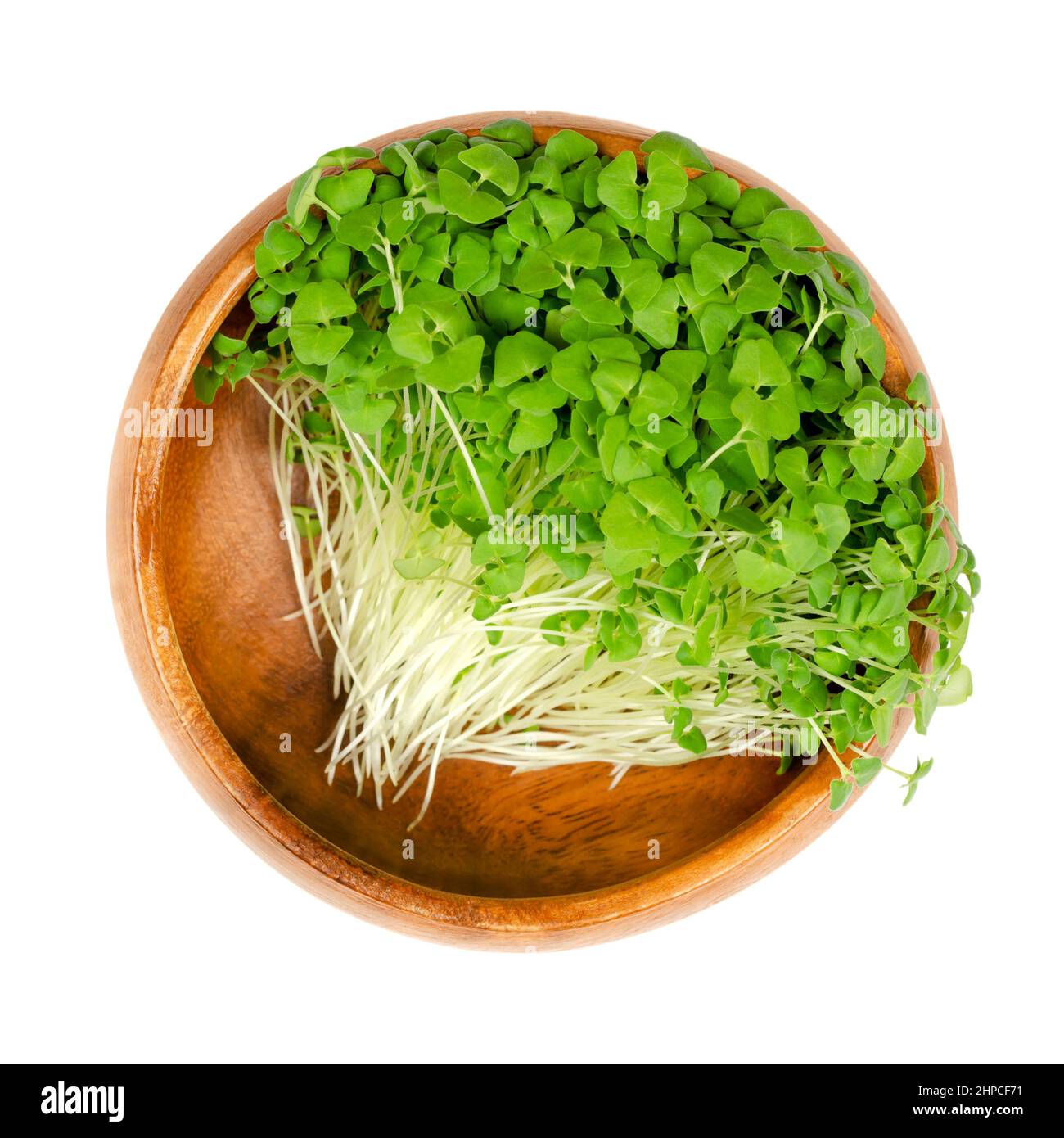 Chia microgreens in a wooden bowl. Seedlings and green shoots of Salvia hispanica, a flowering plant in the mint family (Lamiaceae). Stock Photo