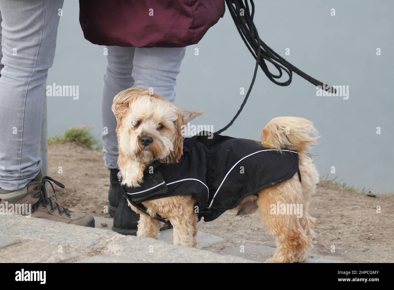 Morkie, Malteser Yorkshire Mix on stormy day. in dog clothing, leashed. . Stock Photo