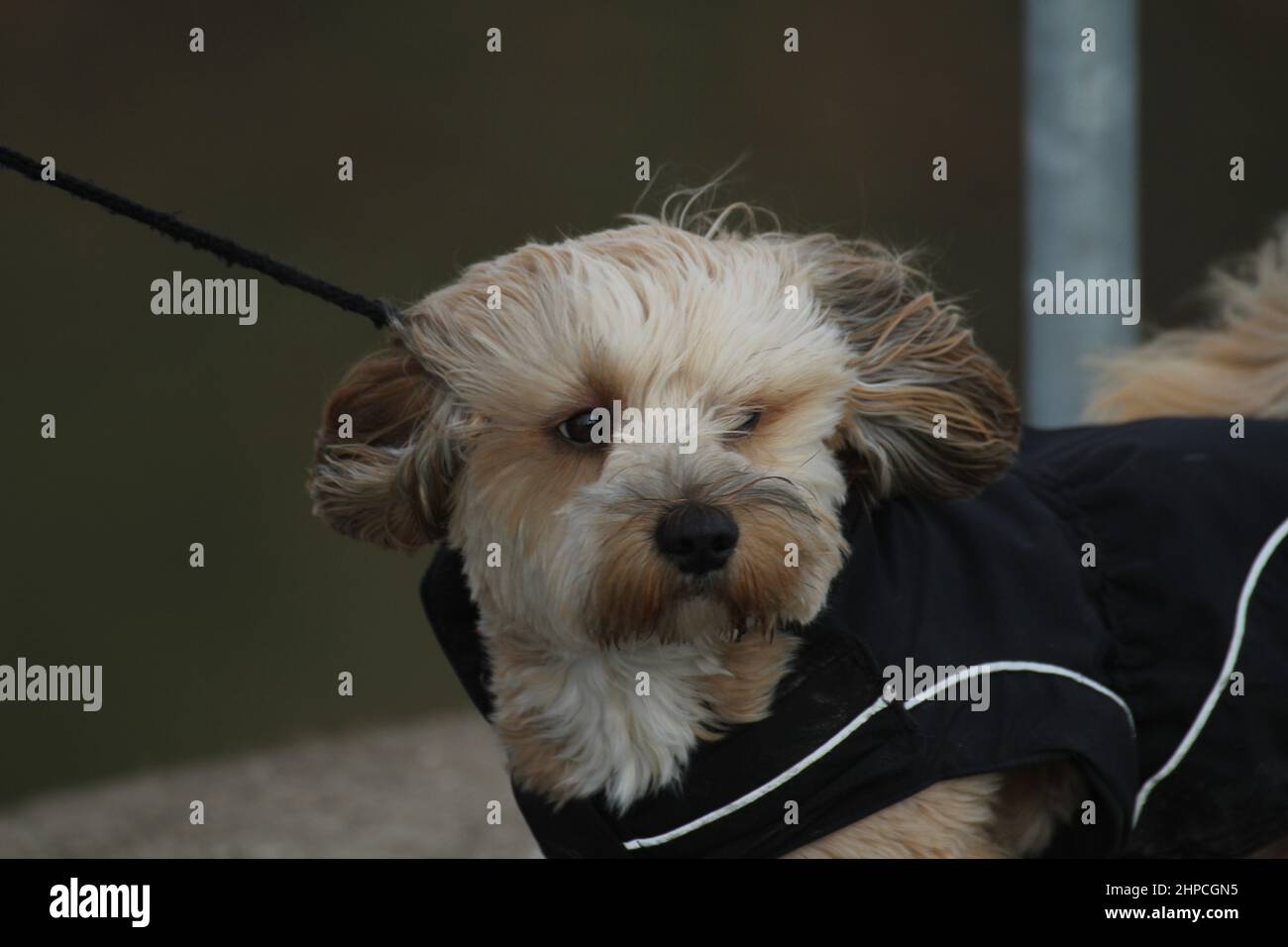 Morkie, Malteser Yorkshire Mix on stormy day. in dog clothing, leashed. . Stock Photo