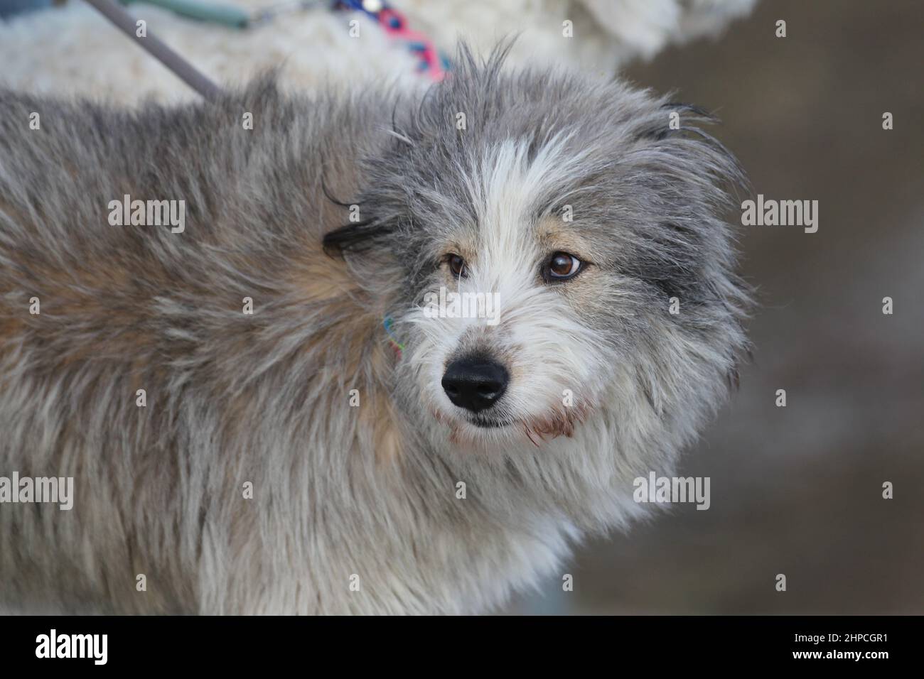 Young romanian shepherd dog. Wind from the front blows fur from face Stock Photo Alamy