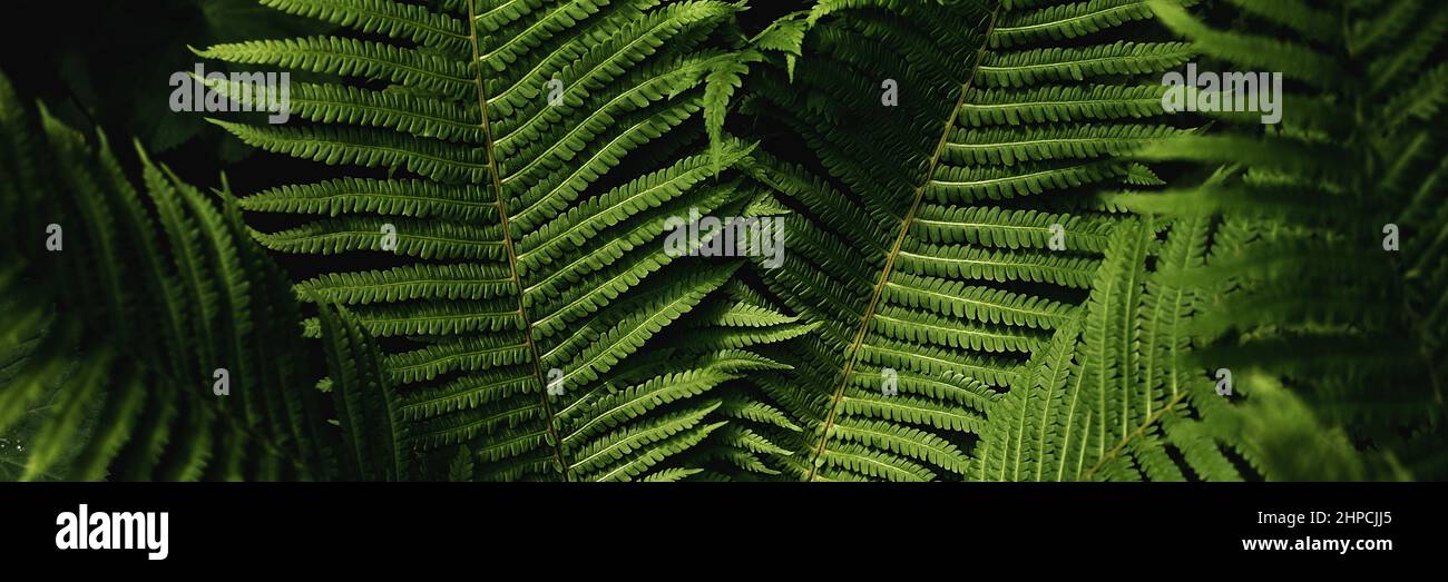 green fern leaves petals background. Vibrant green foliage. Tropical leaf. Exotic forest plant. Botany concept. Ferns jungles close up. jungle atmosphere and calm zen meditation Stock Photo