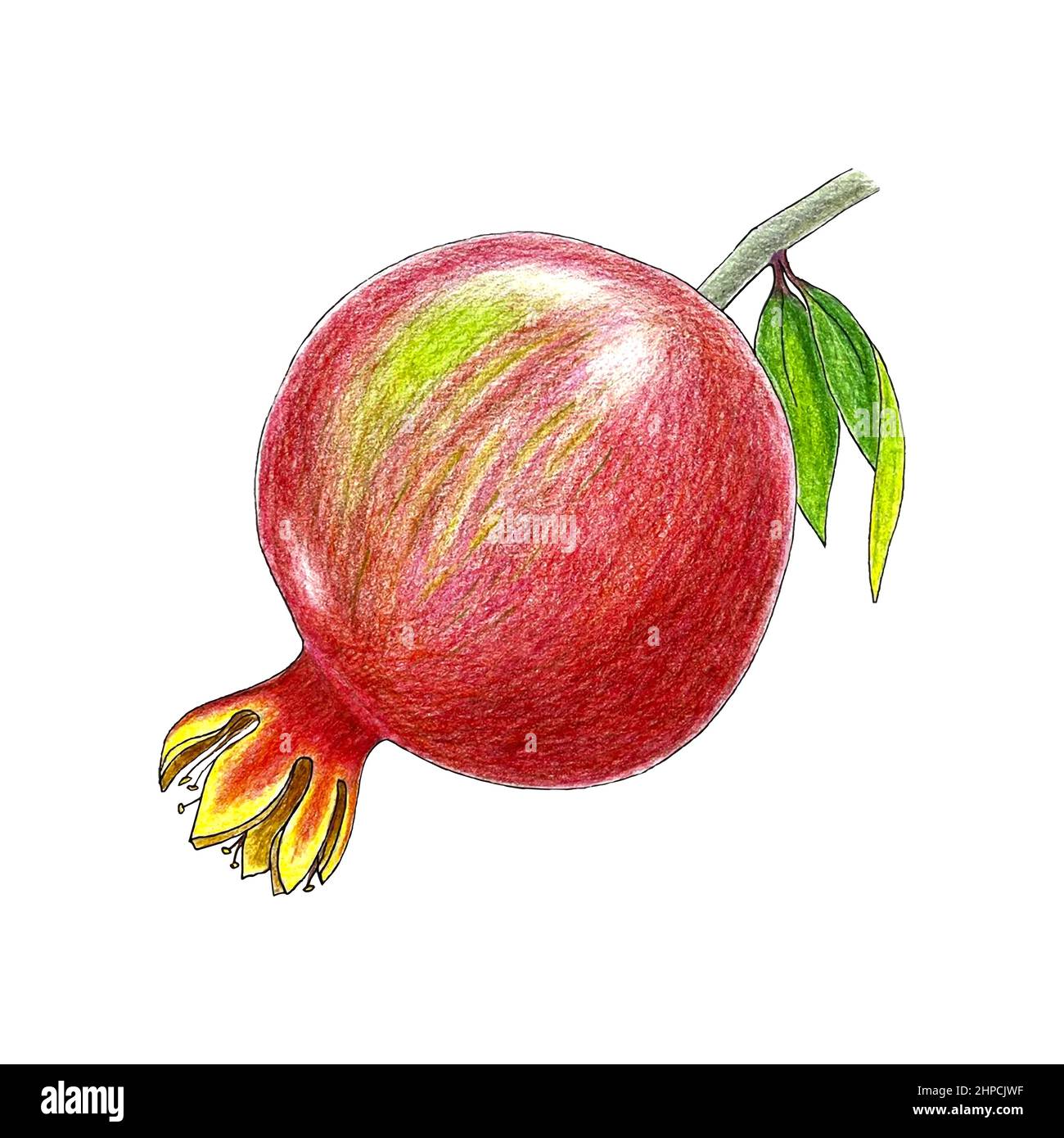 Pomegranate | Fruit sketch, Pomegranate art, Pomegranate drawing