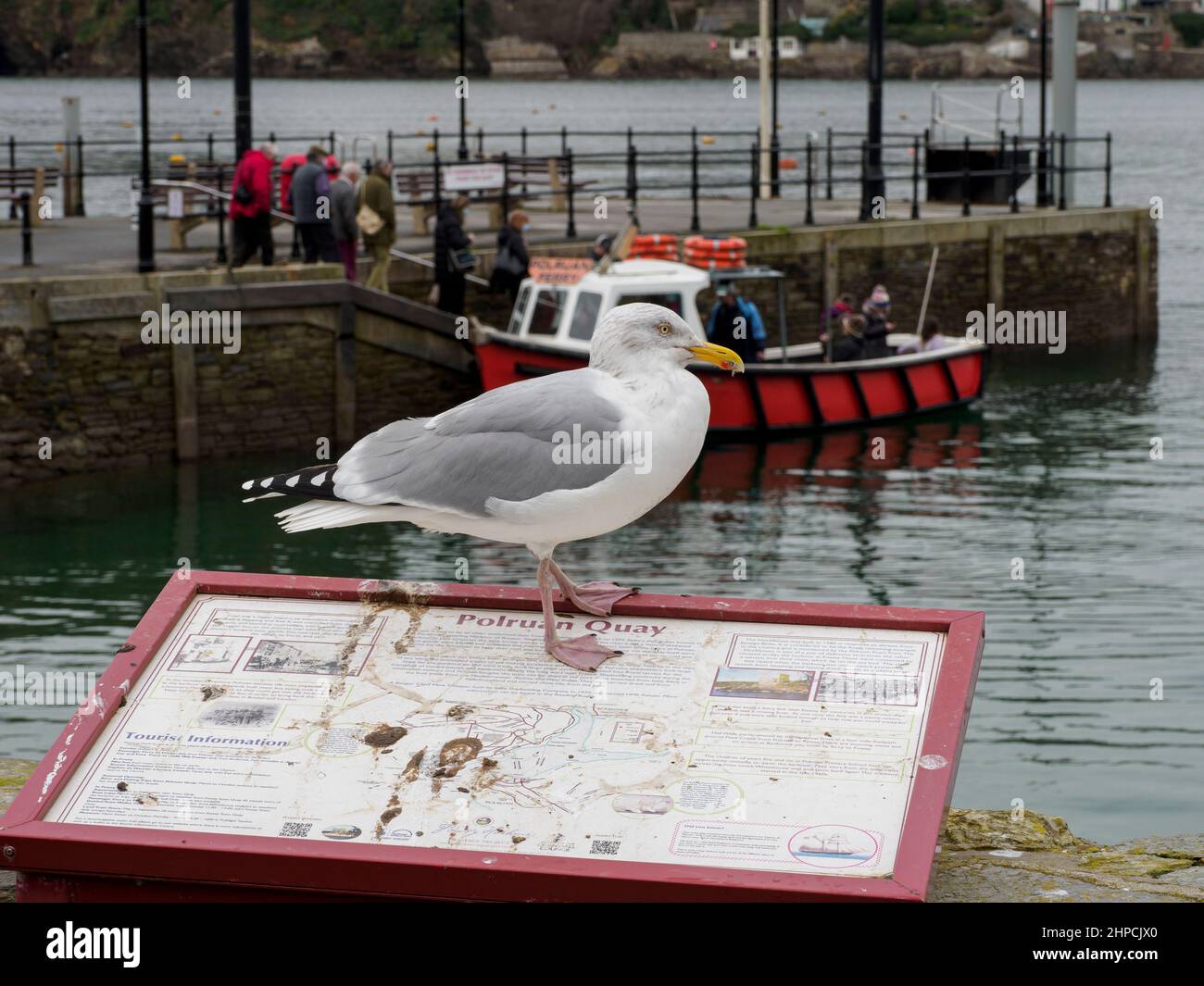 European herring gull, Larus argentatus, standing on an information