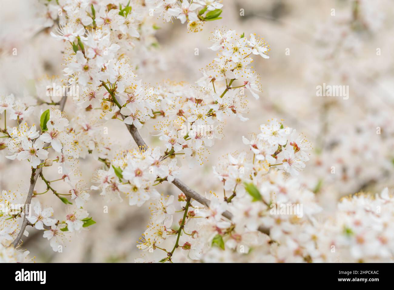 Closeup cherry spring tree hi-res stock photography and images - Alamy