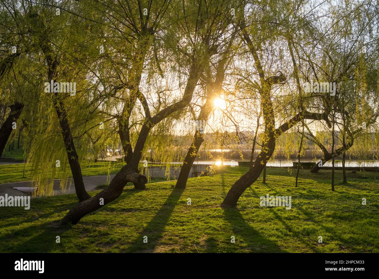 Willow trees in city park in spring at sunset Stock Photo