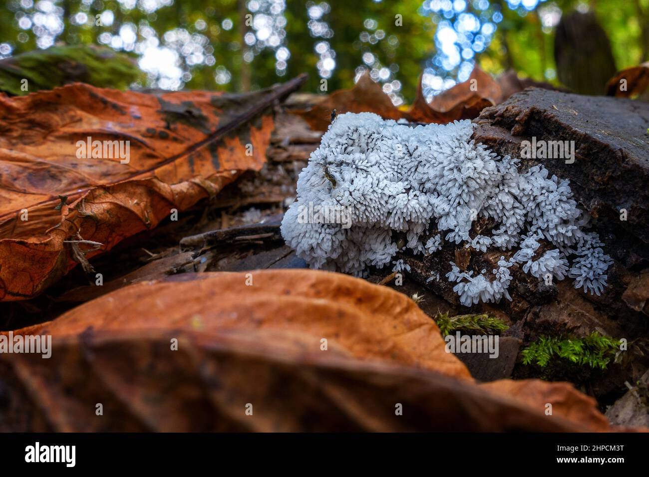 Coral slime (Ceratiomyxa fruticulosa), a type of slime mold on dead wood, UK Stock Photo