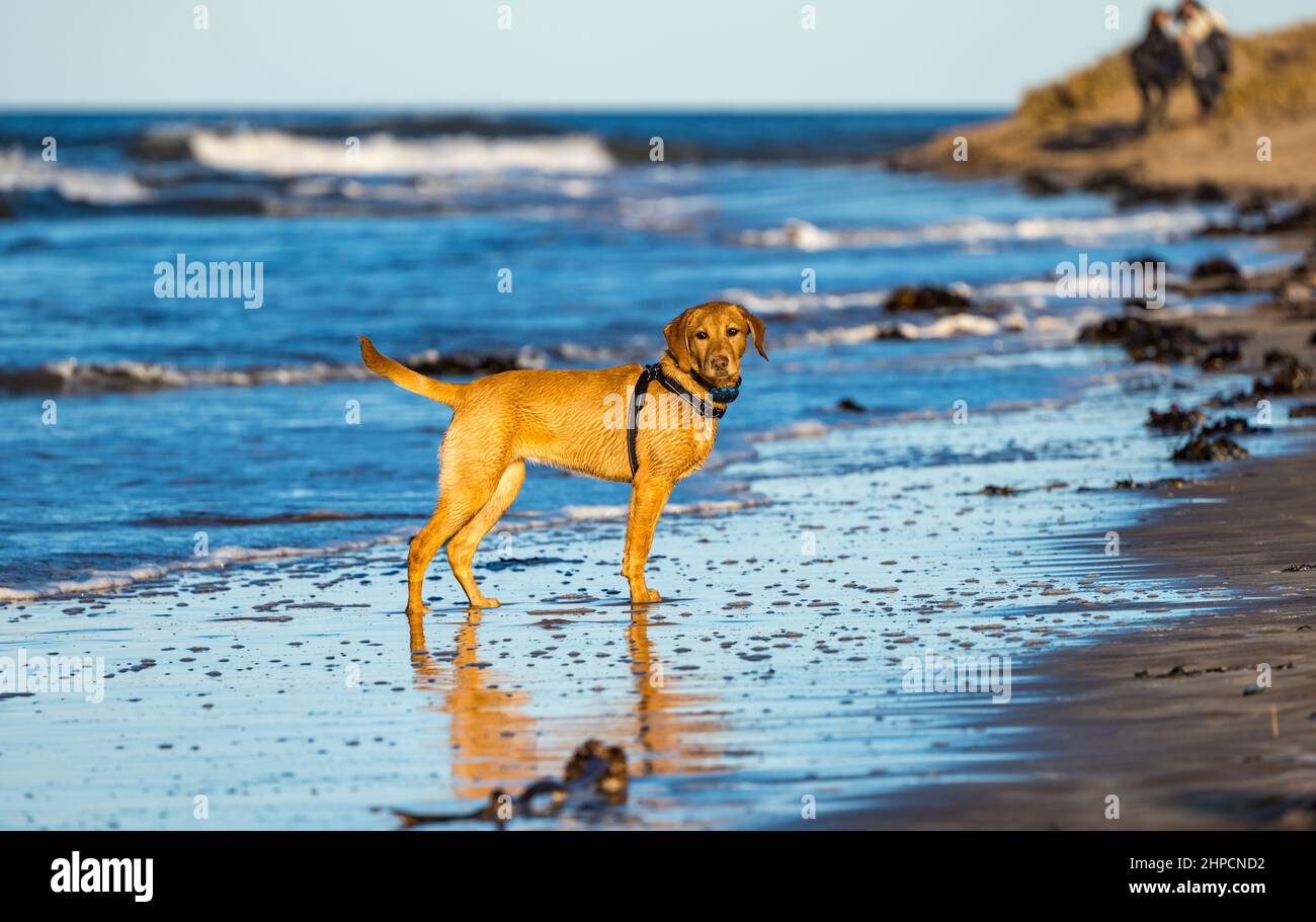 Goldlen Labrador dog on sea shore on sunny day, Yellowcraig beach, East Lothian, Scotland, UK Stock Photo