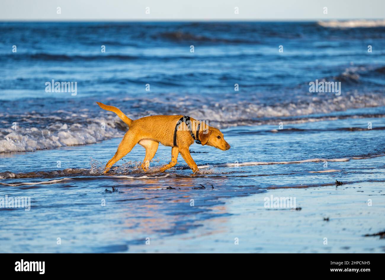 Goldlen Labrador dog on sea shore on sunny day, Yellowcraig beach, East Lothian, Scotland, UK Stock Photo