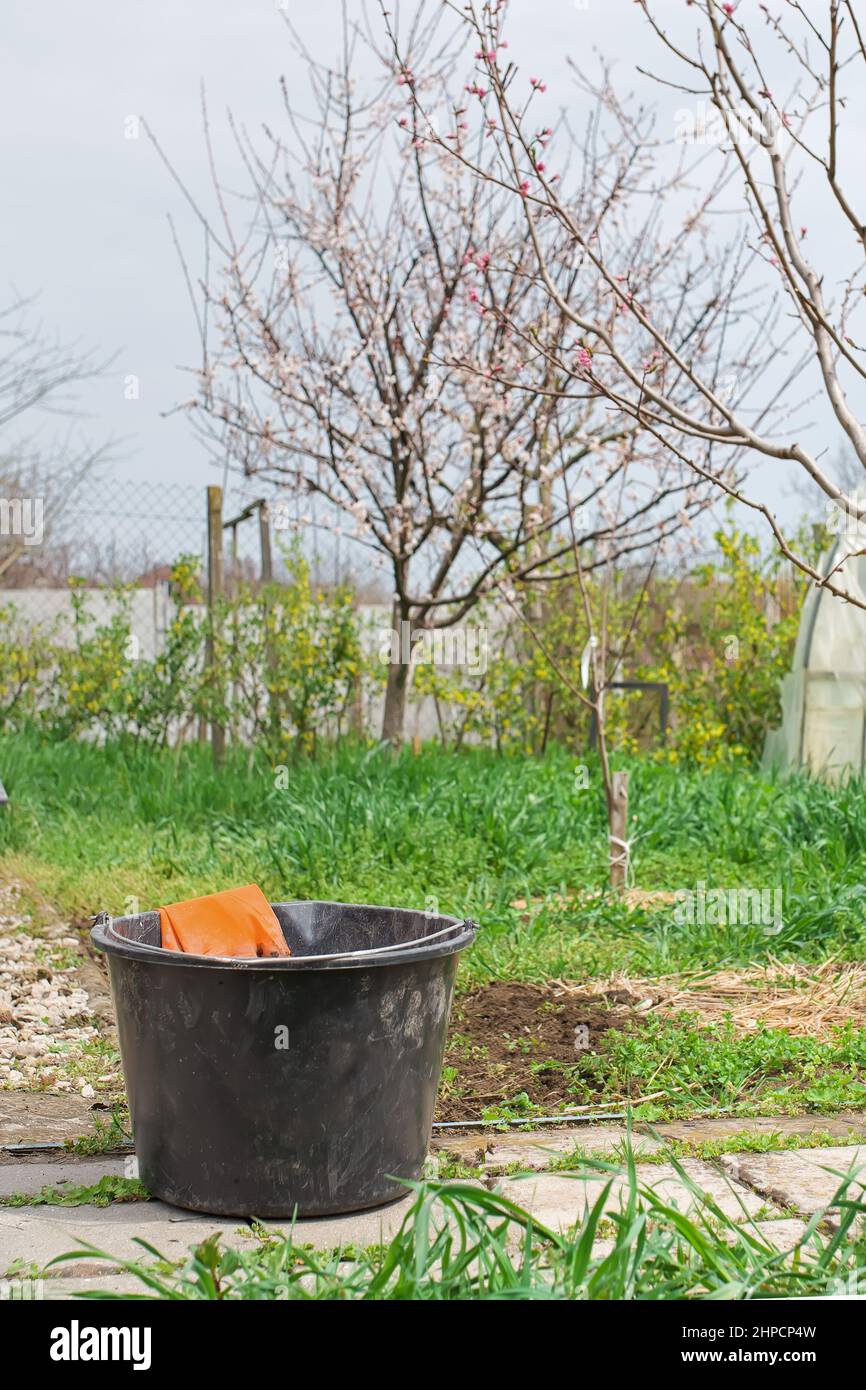 Removing weeds .Dandelion removal. Cleaning the garden in the spring. gloves in a bucket on spring green garden background Stock Photo