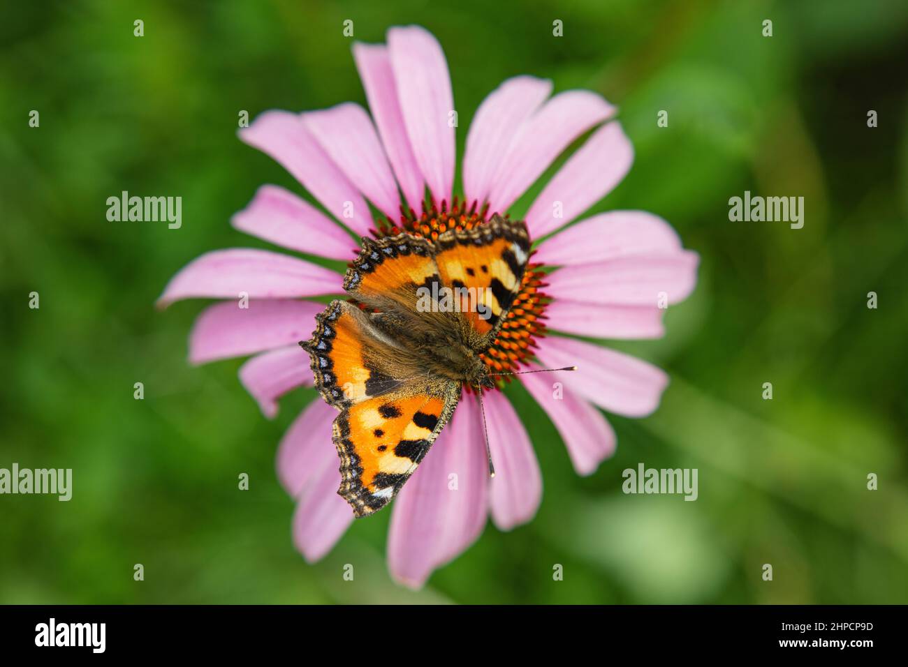 Top view honey bee sitting hi-res stock photography and images - Alamy