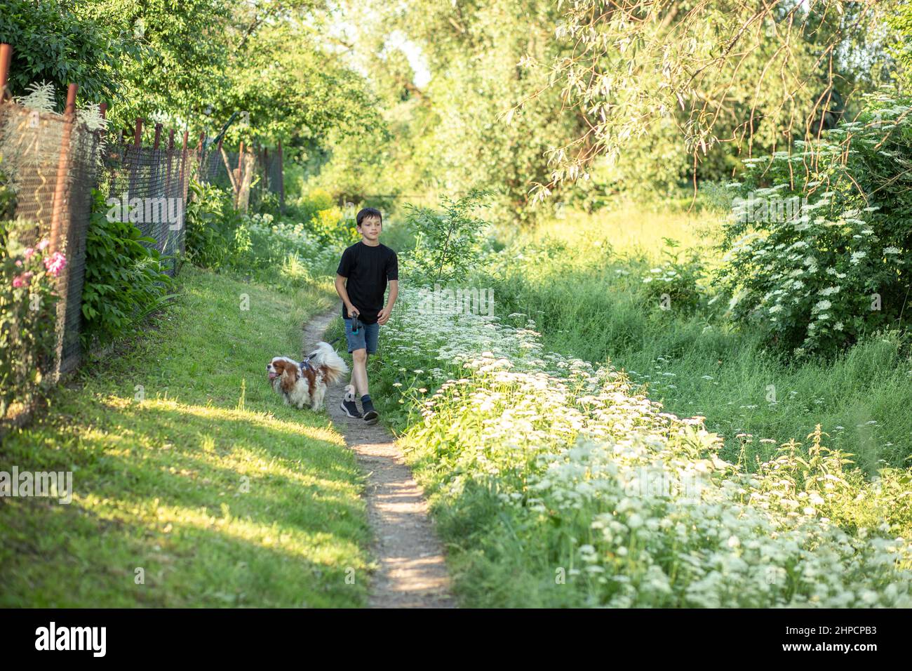 Little boy and favorite companion dog coker spaniel friend walking in garden, trees, greenery, street. Light day outdoor Stock Photo
